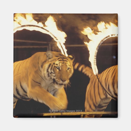 Zwei Tiger springen durch Flammenringe Magnet (Vorne)