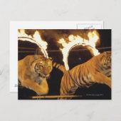 Zwei Tiger springen durch Flammenringe Postkarte (Vorne/Hinten)
