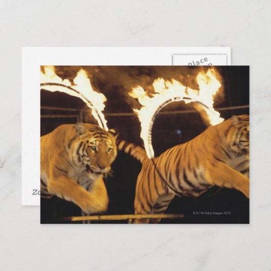 Zwei Tiger springen durch Flammenringe Postkarte (Vorne/Hinten)