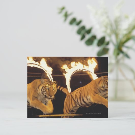 Zwei Tiger springen durch Flammenringe Postkarte (Stehend Vorderseite)