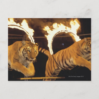 Zwei Tiger springen durch Flammenringe Postkarte