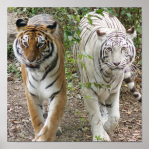 ZWEI TIGER STRUTTING WEISS UND BENGALISCH POSTER