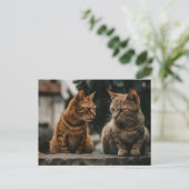 Zwei Tom Cats reden über lustige Katze Postkarte (Stehend Vorderseite)