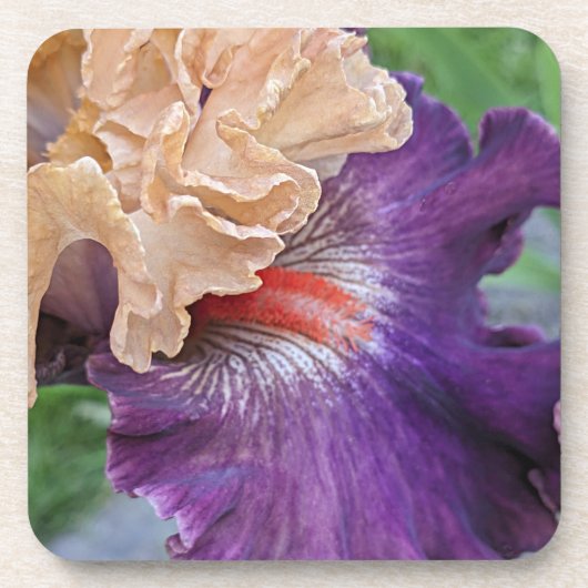 Zwei-Tone-Bartete Iris Bloom Floral Getränkeuntersetzer (Vorderseite)