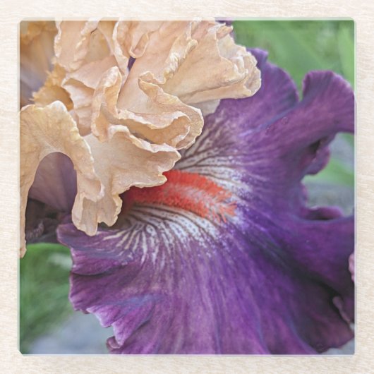 Zwei-Tone-Bartete Iris Bloom Floral Glasuntersetzer (Vorderseite)