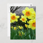 Zwei Tonen Postkarte (Vorne/Hinten)