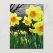 Zwei Tonen Postkarte (Vorderseite)