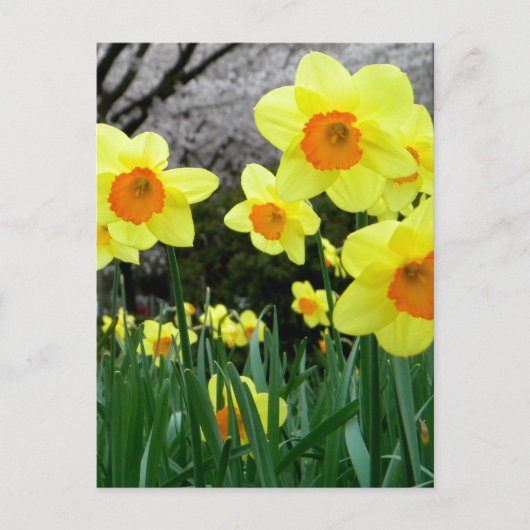 Zwei Tonen Postkarte (Vorderseite)