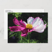 Zwei Tonsohlen, Bute Park, Cardiff, Wales Postkarte (Vorne/Hinten)