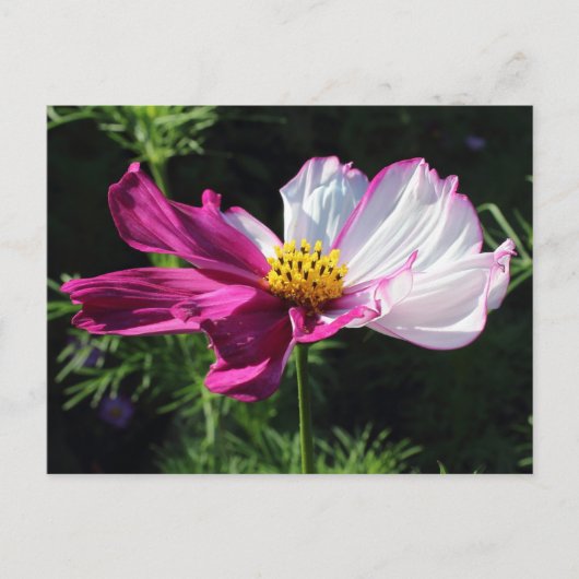 Zwei Tonsohlen, Bute Park, Cardiff, Wales Postkarte (Vorderseite)