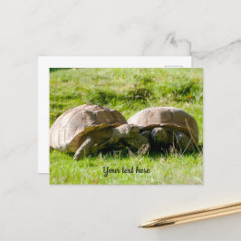 Zwei Tortoises - die besten Freunde! Postkarte
