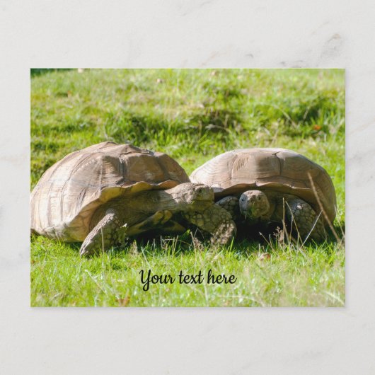 Zwei Tortoises - die besten Freunde! Postkarte (Vorderseite)