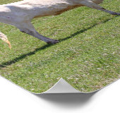 Zwei tratschende Texas Longhorns Poster (Ecke)