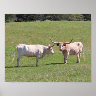 Zwei tratschende Texas Longhorns Poster