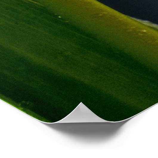 Zwei Tulips Poster (Ecke)