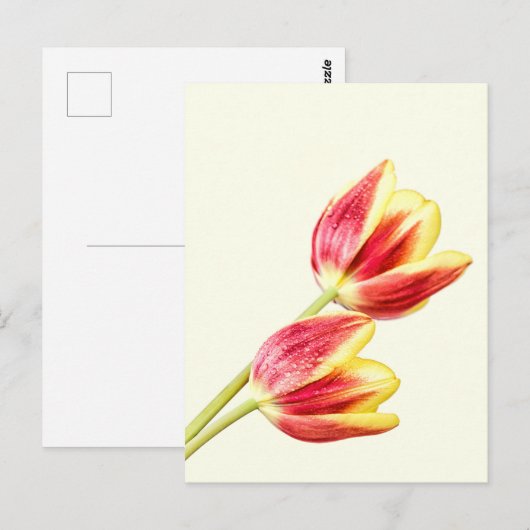 Zwei Tulips Postkarte (Vorne/Hinten)