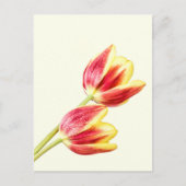 Zwei Tulips Postkarte (Vorderseite)