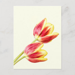 Zwei Tulips Postkarte