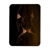 Zwei über Wasser fliegende Fledermäuse, Arizona Magnet (Vertikal)