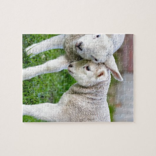 Zwei umarmend und liebende weiße Lämmer Puzzle (Horizontal)