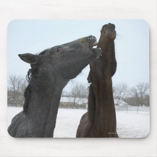 zwei umliegende Pferde Mousepad (Vorne)