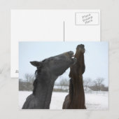 zwei umliegende Pferde Postkarte (Vorne/Hinten)