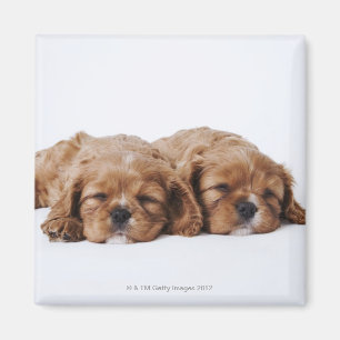 Zwei unbekümmerte Königcharles Spanielwelpen Magnet