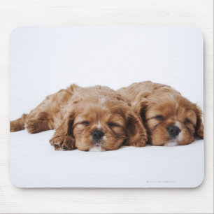 Zwei unbekümmerte Königcharles Spanielwelpen Mousepad