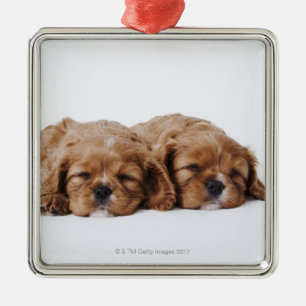 Zwei unbekümmerte Königcharles Spanielwelpen Silbernes Ornament
