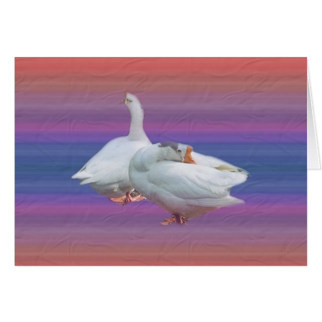 zwei verspielte weiße Gänse (Vorderseite (Horizontal))