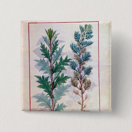 Zwei Vielzahl von Artemesia Button (Vorderseite)