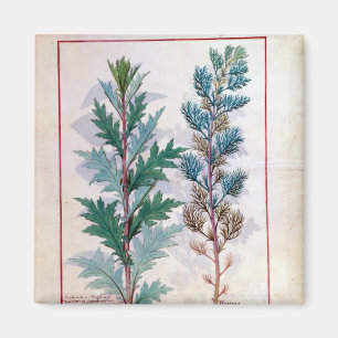 Zwei Vielzahl von Artemesia Magnet