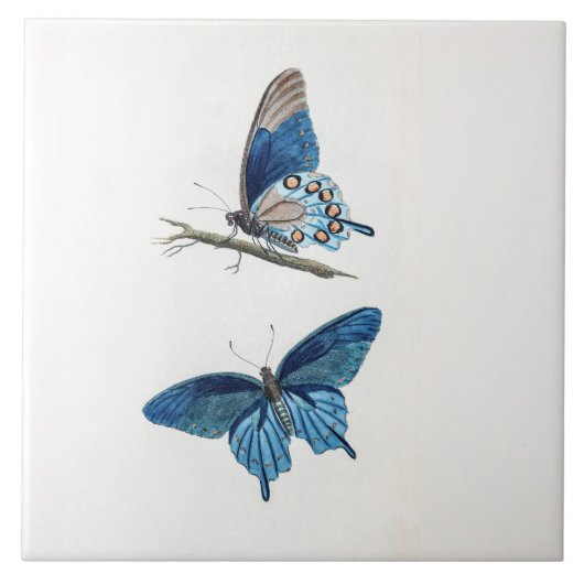 Zwei Vintage blaue Schmetterlinge Fliese (Vorderseite)