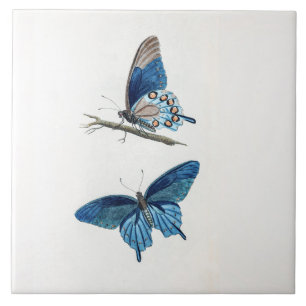 Zwei Vintage Blaue Schmetterlinge Künstlerisch Fliese