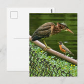 Zwei Vögel Postkarte (Vorne/Hinten)