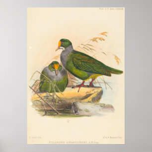 Zwei Vögel (Ptilonopus Auranthfrons) von Joseph Wo Poster