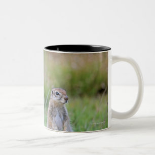 Zwei wachsame Grundeichhörnchen, Jamestown Bezirk Zweifarbige Tasse