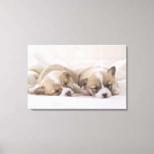 Zwei Waliser Corgi-Schlafen Leinwanddruck