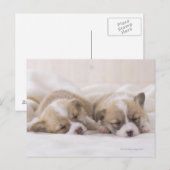 Zwei Waliser Corgi-Schlafen Postkarte (Vorne/Hinten)