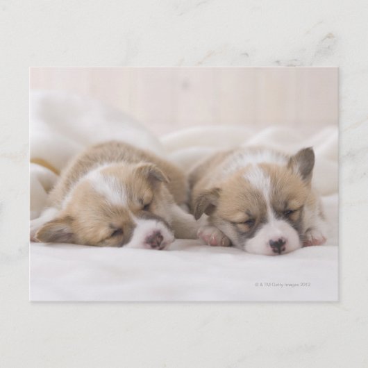 Zwei Waliser Corgi-Schlafen Postkarte (Vorderseite)