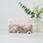 Zwei Waliser Corgi-Schlafen Postkarte (Stehend Vorderseite)