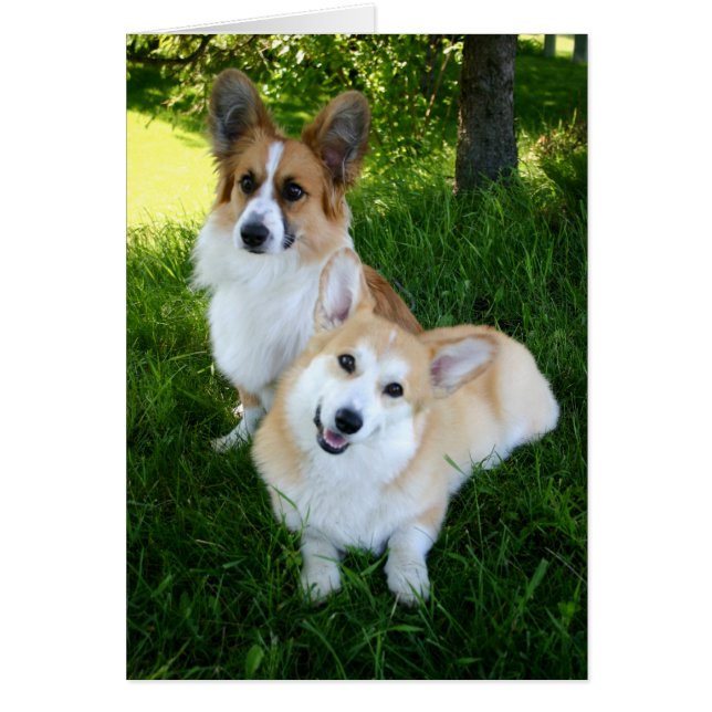 Zwei walish Corgis (Vorne)