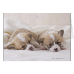 Zwei walisische Corgi Schlafen