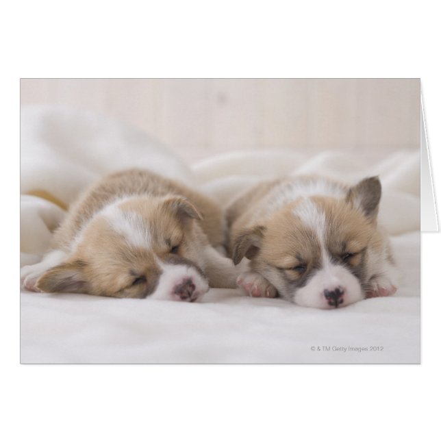 Zwei walisische Corgi Schlafen (Vorderseite (Horizontal))