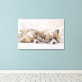 Zwei walisische Corgi Schlafen Leinwanddruck (Insitu (Holzboden))