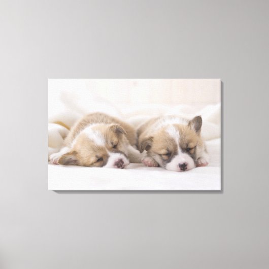 Zwei walisische Corgi Schlafen Leinwanddruck (Vorderseite)
