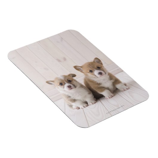 Zwei walisische Corgi-Sitze Magnet (Rechte Seite)