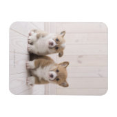 Zwei walisische Corgi-Sitze Magnet (Horizontal)