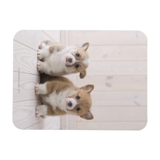 Zwei walisische Corgi-Sitze Magnet (Horizontal)