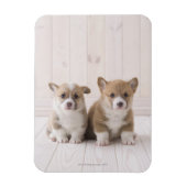 Zwei walisische Corgi-Sitze Magnet (Vertikal)